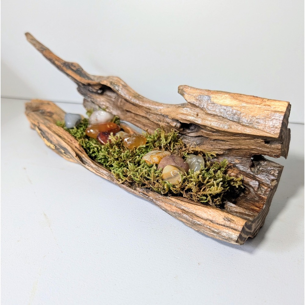 Black Locust Hollow Root Fairy garden or crystal stand. 11.5" x 3.5".